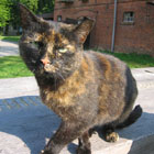 Hofkatze Brandenburg