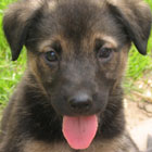 Hundewelpen Weitzgrund