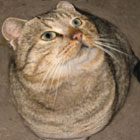 Katze Weitzgrund