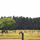 Pferdeweide Belzig