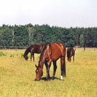 Pferdeweide Berlin