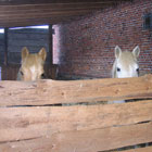 Ponyglück Weitzgrund