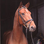Reiten Berlin