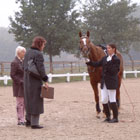 Reitabzeichen