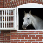 Reiten in Berlin