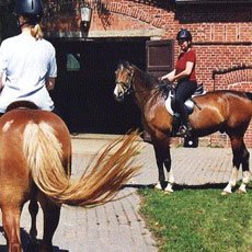 Pferd, Pony